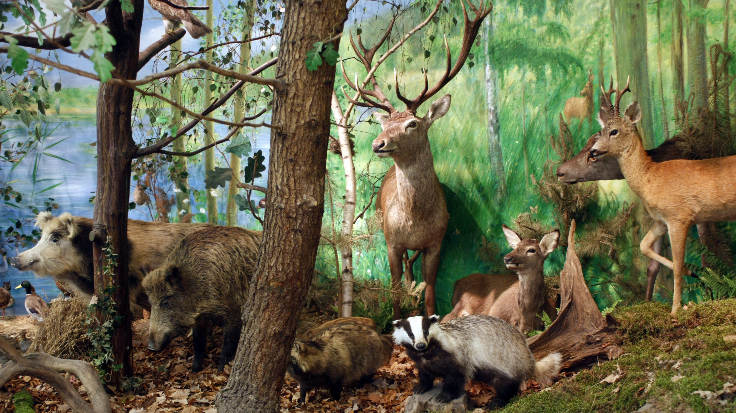 Główny obrazekMuzeum Przyrodnicze Wielkopolskiego Parku Narodowego